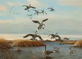 Owen J. Gromme, Geese, Horicon, Wisconsin, 1974, oil on canvas