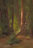 Alice Brown Chittenden, In the California Redwoods