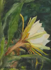 Karl Yens, Epihyllum, The flower of twenty four hours, watercolor on paper
