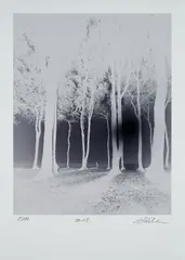 Andreas Mühe, Gespensterwald, Ostsee 2015 (Aus: Ngorongoro II), 2018, C-Print auf Fujocolor