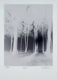 Andreas Mühe, Gespensterwald, Ostsee 2015 (Aus: Ngorongoro II), 2018, C-Print auf Fujocolor