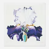 Lowell Nesbitt, Iris, 1980, screenprint in colors