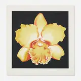 Lowell Nesbitt, Yellow Orchid, 1978, screenprint in colors on Arches