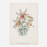 Lilium auratium formicans (Erotic Lily) (from Surrealistic Flowers) by Salvador Dalí, 1972, lithograph in colors, sold Aug 2021