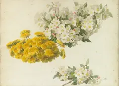 Study of apple blossoms and dandelions; Chrysanthemums; Study of poppies; Garden leaves (group of four) by Paul de Longpré, three watercolor on paper, one gouache on painted paper, offered Aug 2009