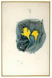 Boris Izrailevich Anisfeld, Two daffodils, 1912 - 1913, watercolor and pencil on paper