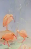 Edward Julius Detmold, Untitled, Edward Julius Detmold (1883-1957) Scarlet Ibis etchng and aquatint in colours