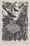 Agnes Miller Parker, Untitled, wood engraving 17 x 10.5cm