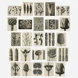 Karl Blosfeldt, Collection of sixty-three works