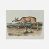 John James Audubon, Cervus Macrotus, Say: Black-Tailed Deer, lithograph in colors