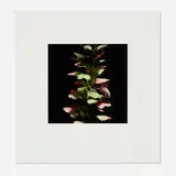 Acanthus (from the Fruit and Flowers suite) by Donald Sultan, 1992, screenprint in colors on Somerset, sold Nov 2022