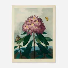 Robert John Thornton, Pontic Rhododendron (plate 25 from the Temple of Flora), 1799-1807, aquatint, stipple and line engraving in colors