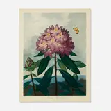 Robert John Thornton, Pontic Rhododendron (plate 25 from the Temple of Flora), 1799-1807, aquatint, stipple and line engraving in colors