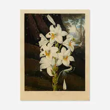Robert John Thornton, The White Lily with Variegated-Leaves (from the Temple of Flora), 1799-1807, mezzotint, aquatint, stipple and line engraving in colors