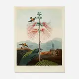 Robert John Thornton, Large Flowering Sensitive Plant (plate 16 from the Temple of Flora), 1799-1807, aquatint, stipple and line engraving in colors