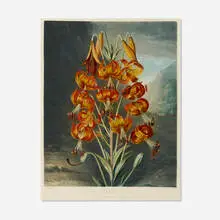 Robert John Thornton, The Superb Lily (Lilium Superbum) (plate 21 from the Temple of Flora), 1799-1807, mezzotint and aquatint in colors