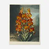 Robert John Thornton, The Superb Lily (Lilium Superbum) (plate 21 from the Temple of Flora), 1799-1807, mezzotint and aquatint in colors