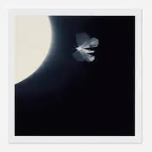 (Moth) ATL Film Still 5, 1996-2011 by Doug and Mike Starn, 2011, cibachrome print, sold Jul 2021