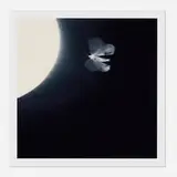 Doug and Mike Starn, (Moth) ATL Film Still 5, 1996-2011