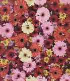 Damien Hirst, Untitled