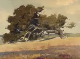 California Oak by Percy Gray, watercolor on paper on board, sold Nov 2008