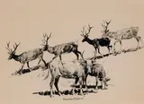 Illustration for The Phantom Bull by Edward Borein, ink on paper, offered Nov 2008