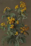 Alice Brown Chittenden, A Group of Botanical Studies (22)