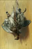 Albert Francis King, Quail