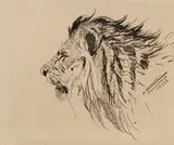 Wilhelm Kuhnert, Löwenkopf, 19.09.1893, Feder und Tusche auf Karton
