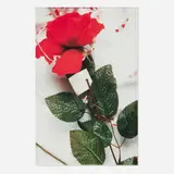 Georgina Starr, #47 Rose from the Clairvoyant, 1994, C-print