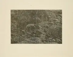 Franz Gertsch, Cima del Mar (Detail 9), 1992, Holzschnitt auf Japan