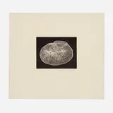 Martin Puryear, Untitled I, 2002, aquatint on Rives Lightweight Buff