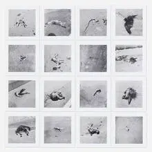 Robert Kinmont, 26 Dead Animals, gelatin silver print