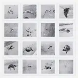 Robert Kinmont, 26 Dead Animals, gelatin silver print