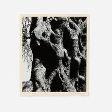 Olive Tree Corfu 19 by Aaron Siskind, 1970, vintage gelatin silver print, sold Nov 2024