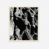 Aaron Siskind, Olive Tree Corfu 19