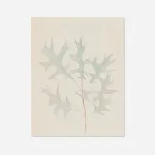 Joseph Stella, Untitled (Oak Leaves), graphite and colored pencil on paper