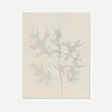 Joseph Stella, Untitled (Oak Leaves), graphite and colored pencil on paper