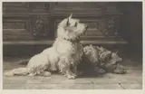 Herbert Dicksee, Untitled, two terriers eagerly anticipating an arrival original etching on vellum