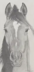 Sally Hynard, Untitled, pencil and wash 25 x 12cm