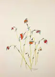Ger van Elk, Sketches for Modern Flowers (2), 1984, crayon and pencil on paper