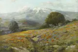 Angel Espoy, California Wildflowers, oil on canvas