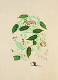 Passiflore (Passiflora laurigera) (Aus: FlorDalí (Flora Dalinae)) by Salvador Dalí, 1968, Radierung und Pochoir auf Japan, sold Mar 2025