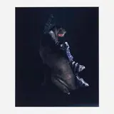 William Wegman, Dino-Ray (Dinosaur Dog)