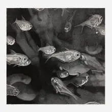 Wendy Meng, School of Fish (from 1776 USA 1976: Bicentennial Prints), lithograph
