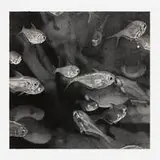 Wendy Meng, School of Fish (from 1776 USA 1976: Bicentennial Prints), lithograph