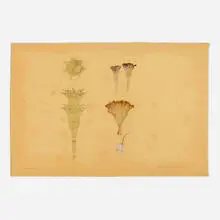 Frances Whitehead, Datura Metel Floreplus (Fastuosa), 1995, lithograph with pressed flower