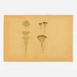 Frances Whitehead, Datura Metel Floreplus (Fastuosa), 1995, lithograph with pressed flower