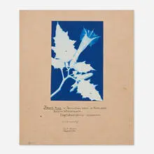 Bertha Jaques, Jimson Weed or Jamestown Weed- or Thornapple, 1906, cyanotype