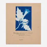 Bertha Jaques, Jimson Weed or Jamestown Weed- or Thornapple, 1906, cyanotype